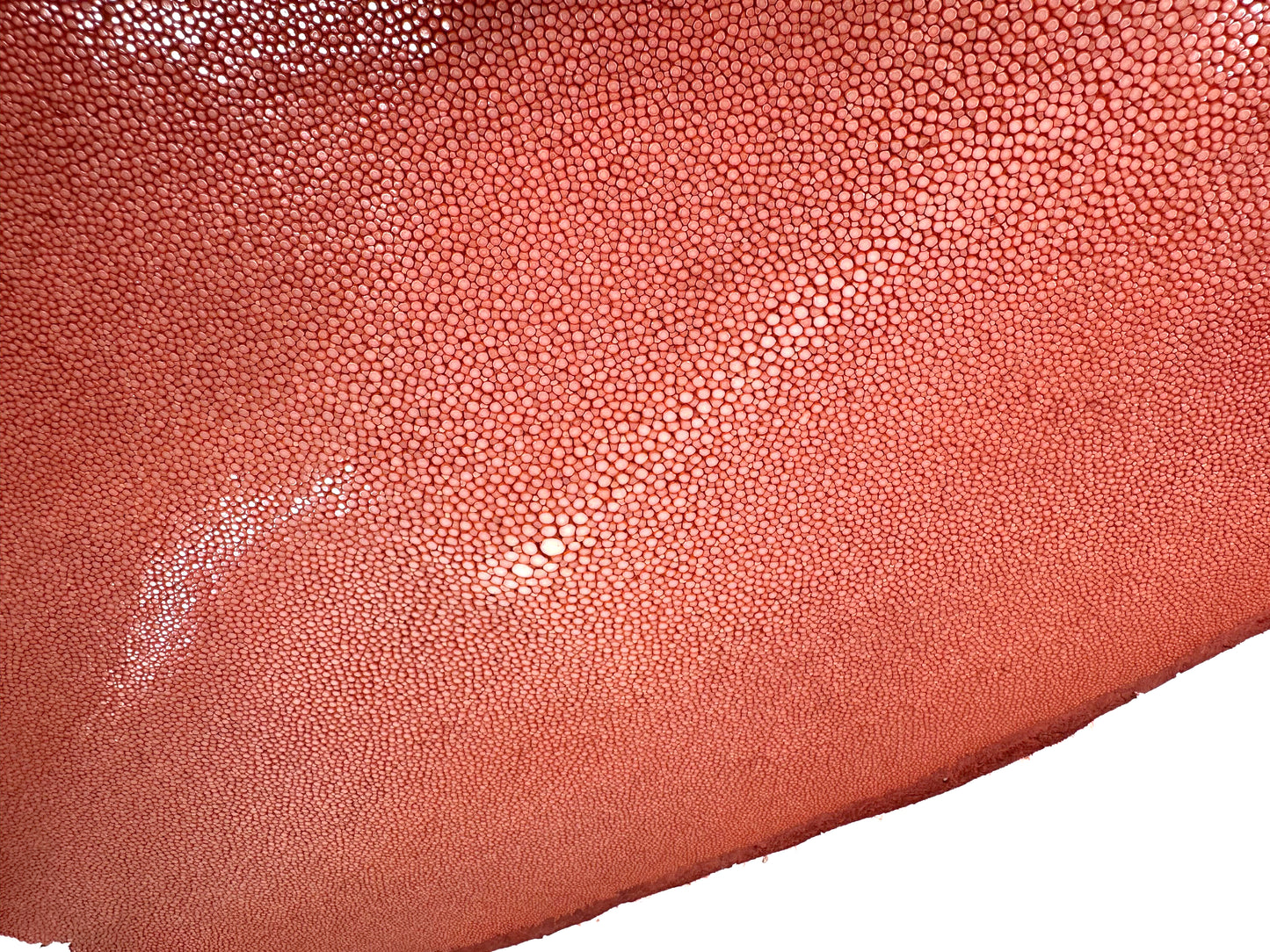 Stingray leather 9inch Ginsuri #3 Orange