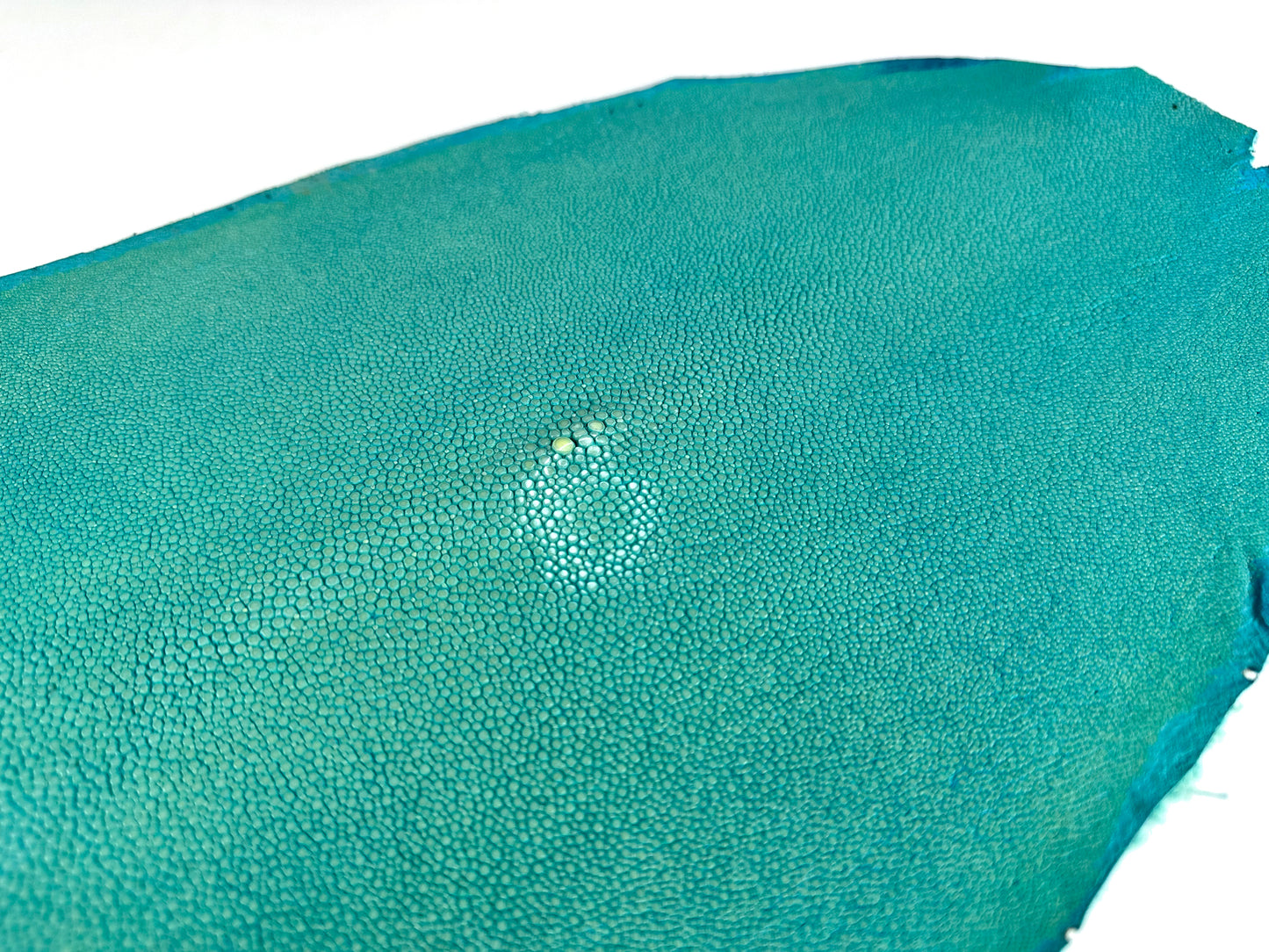 Stingray leather 9inch Ginsuri #13 Turquoise