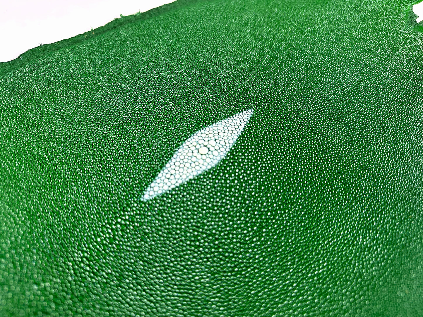 Stingray leather 9inch #11 Green