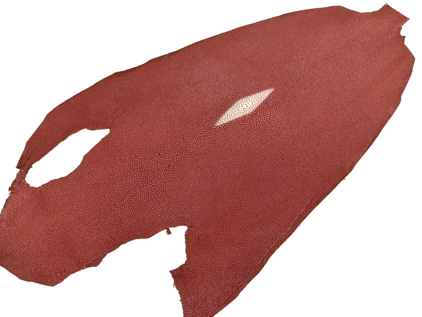 Stingray leather 9inch #1 Brown